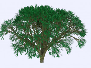 bush 3D मॉडल