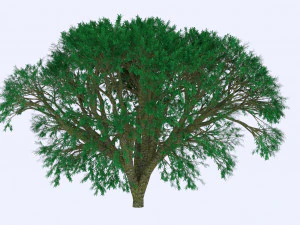 bush 3D Model