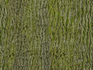 bush Modèle 3D