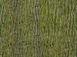 bush 3D Model