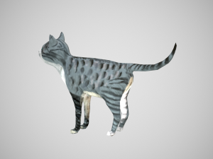 cat american shorthair 3D Model