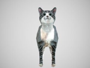 cat american shorthair 3D Model