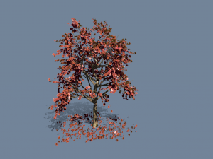 bark 3Dモデル