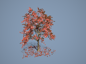 bark 3Dモデル