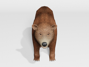 brown bear - low-poly Model 3D