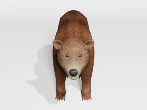 orso bruno - basso numero di poligoni Modello 3D