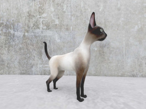 cat Model 3D