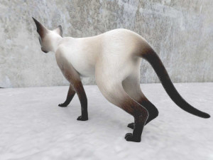 cat 3D मॉडल