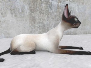 cat 3D मॉडल