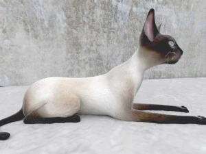 cat 3D Model
