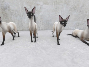 cat 3D मॉडल
