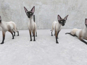 cat 3D Model