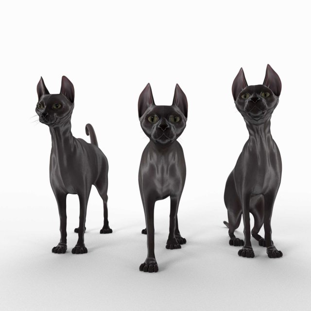sphynx cat Model 3D .c4d .max .obj .3ds .fbx .stl .blend 