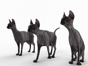 sphynx cat Model 3D