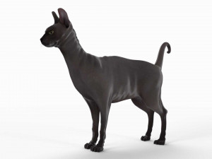 sphynx cat Model 3D