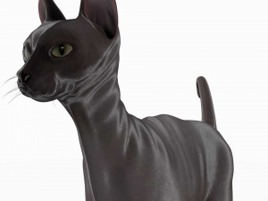 sphynx cat Model 3D