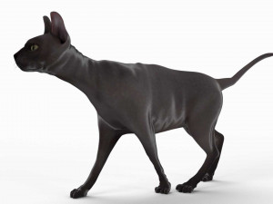 sphynx cat Model 3D