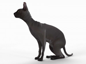 sphynx cat Model 3D