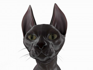 sphynx cat Model 3D