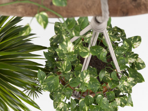 indoor plants set 01-hanging plants with macrame 3D Model