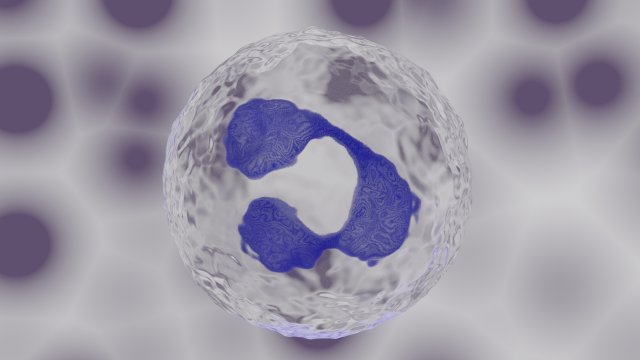 granulocyte Modelo 3D .c4d .max .obj .3ds .fbx .stl .blend 
