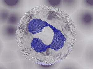 granulocyte 3D Model