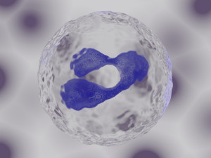granulocyte Modelo 3D
