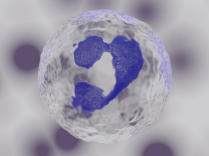 granulocyte Modelo 3D