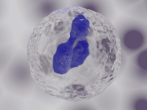 granulocyte Modelo 3D