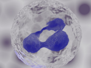granulocyte Modelo 3D