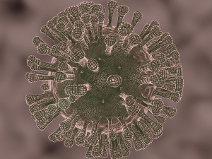 coronavirus the sars-cov-2 3D Model