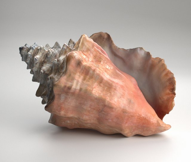 shell Model 3D .c4d .max .obj .3ds .fbx .stl .blend 
