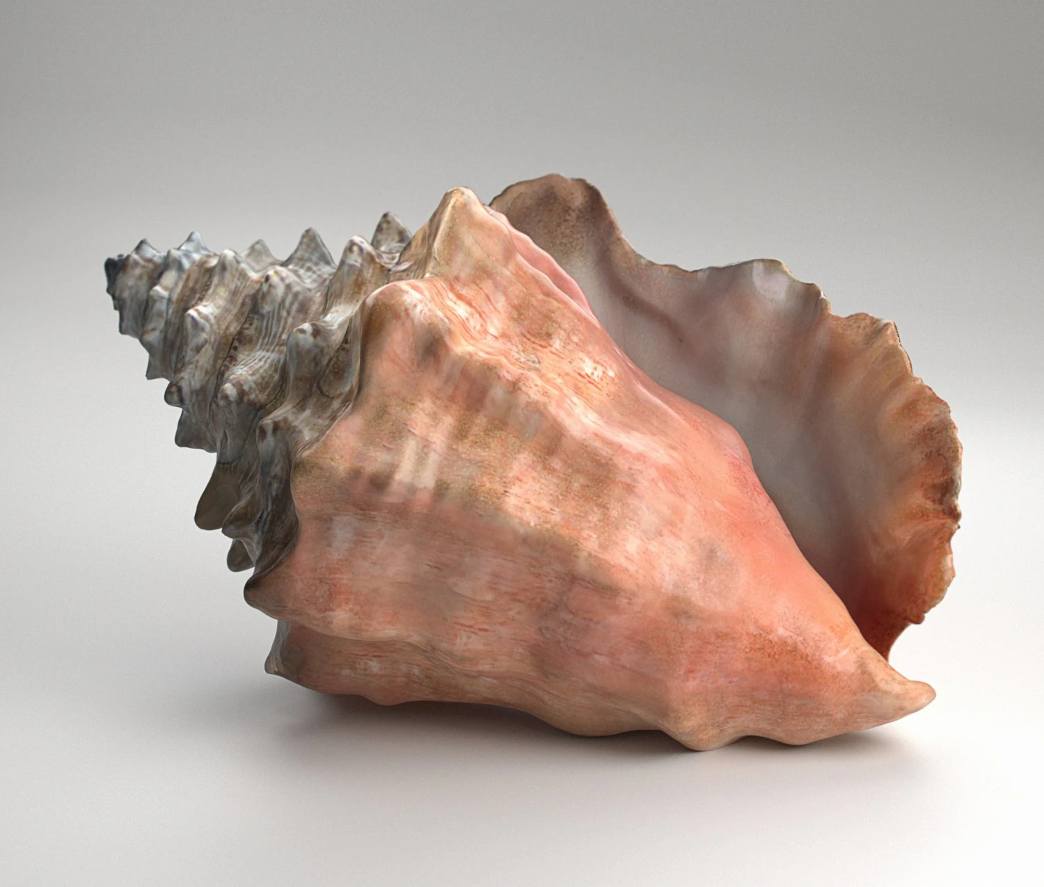 shell 3D Model .c4d .max .obj .3ds .fbx .stl .blend 