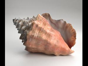 shell 3D 모델
