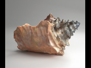 shell Model 3D