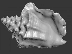 shell 3D Model
