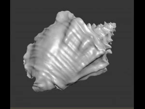 shell 3D Model
