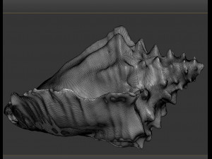 shell Model 3D