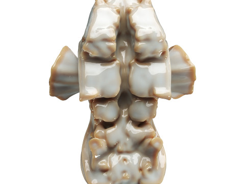 Decorative conch Model 3D