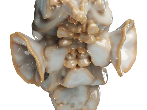 caracola decorativa Modelo 3D