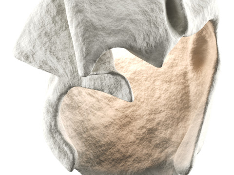 Castimonia Corporis 3D Model