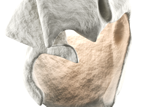Castimonia Corporis 3D Model