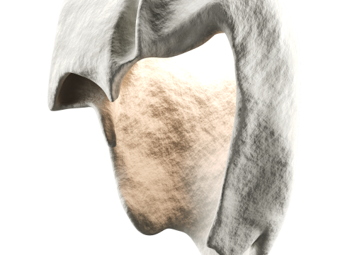 Castimonia Corporis 3D Model