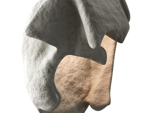 Castimonia Corporis 3D Model