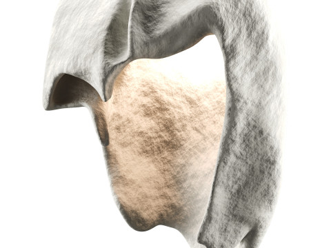 Castimonia Corporis 3D Model