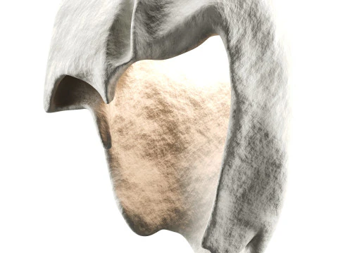 Castimonia Corporis Modèle 3D