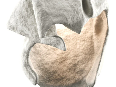 Castimonia Corporis Modèle 3D