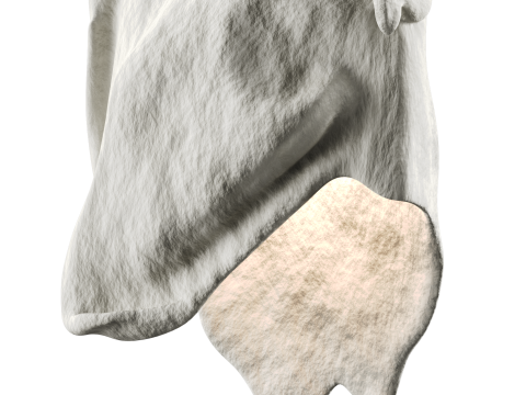 Castimonia Corporis Modello 3D