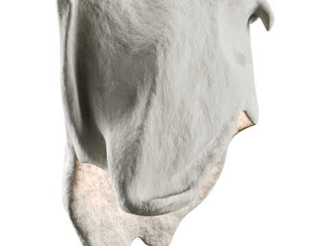 Castimonia Corporis Modello 3D