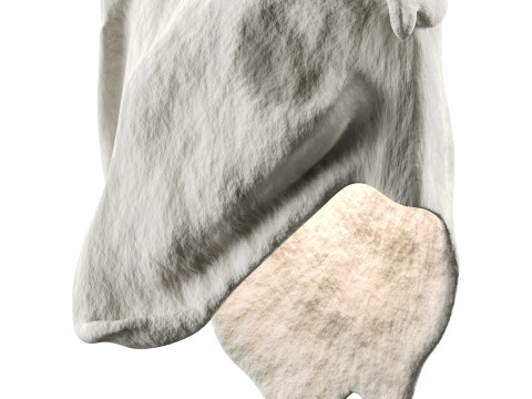 Castimonia Corporis Modello 3D